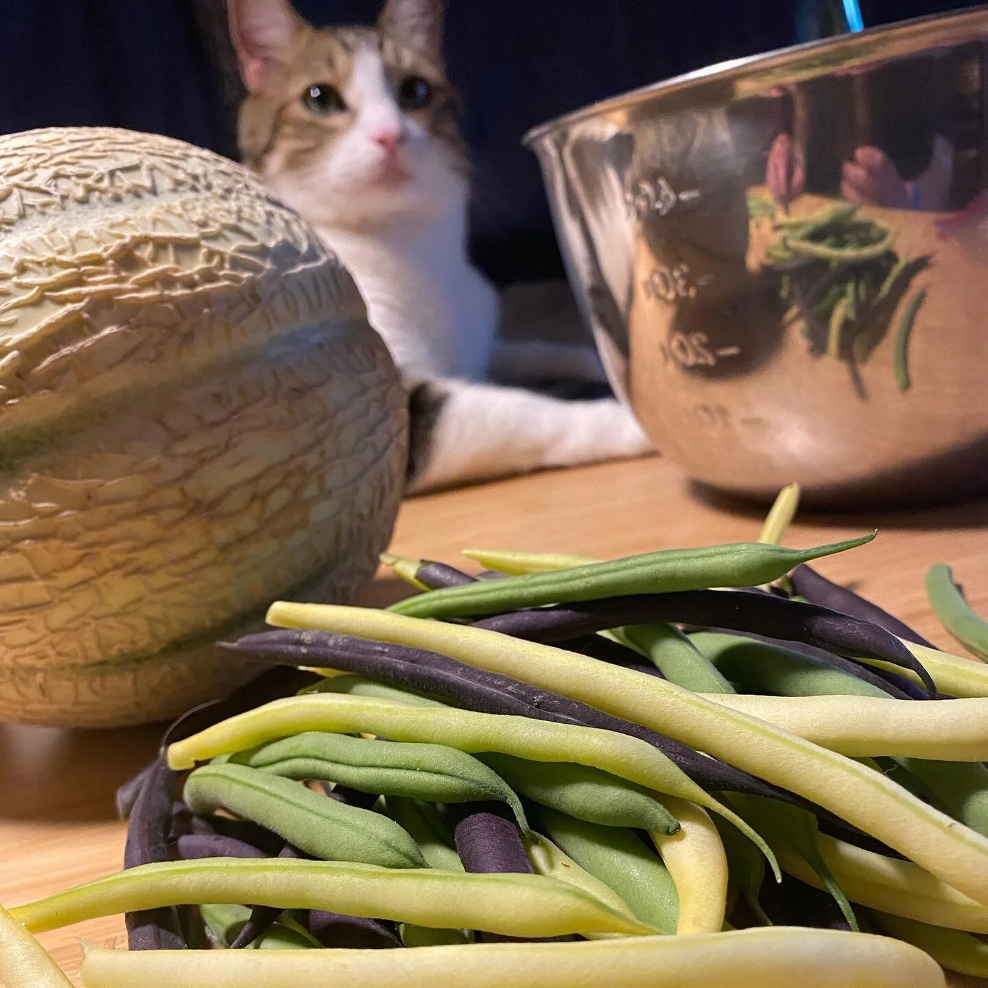 &ldquo;What r you guys up to this weekend?&rdquo; &hellip;&rdquo;oh, we&rsquo;ve just #bean hanging out with this #cat&rdquo;
We made a big 🥩 the other night, but honestly, the @cureorganicfarm vegetables stole the show. It&rsquo;s been a #melon wee