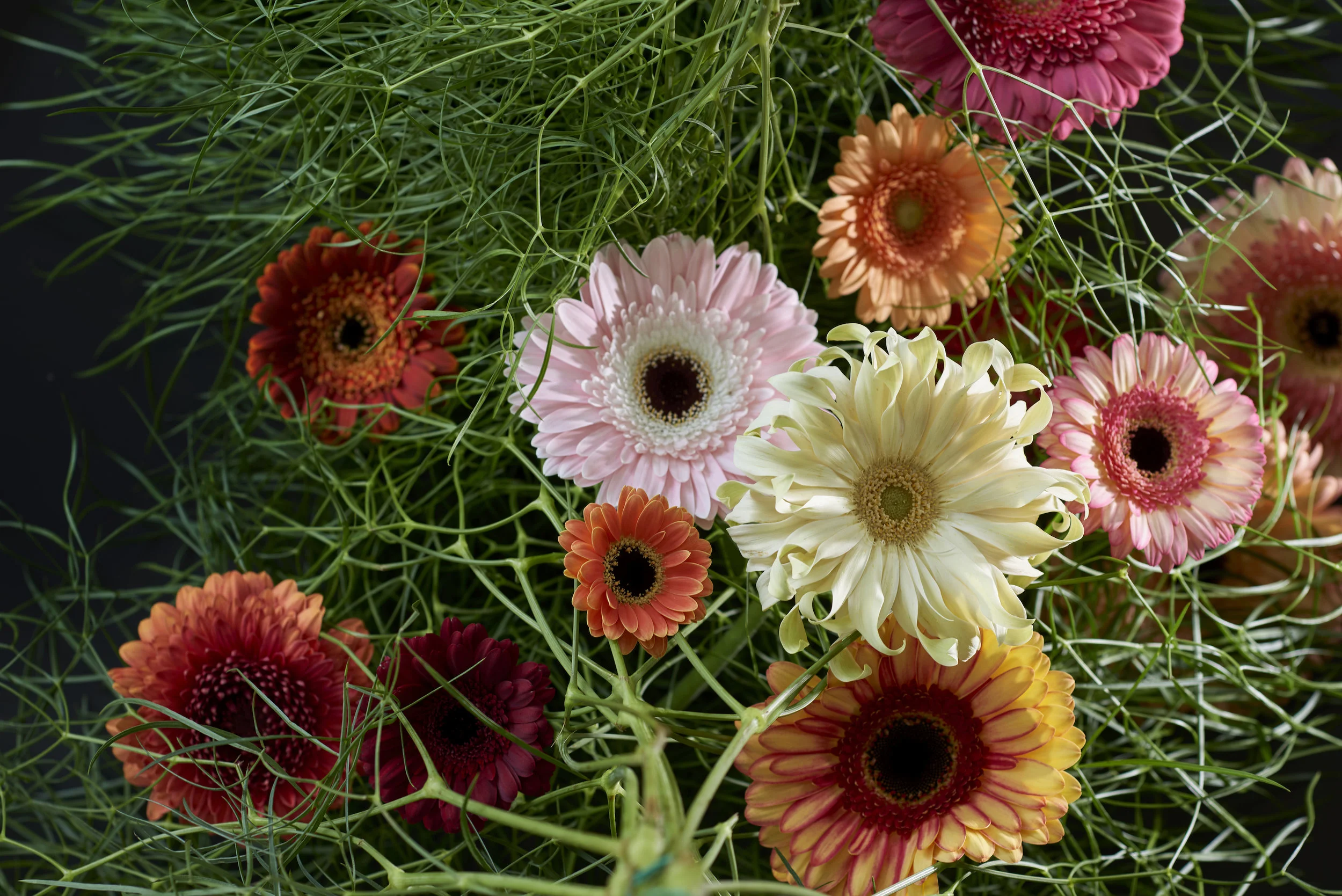 B-Gerbera.2018.7.jpg