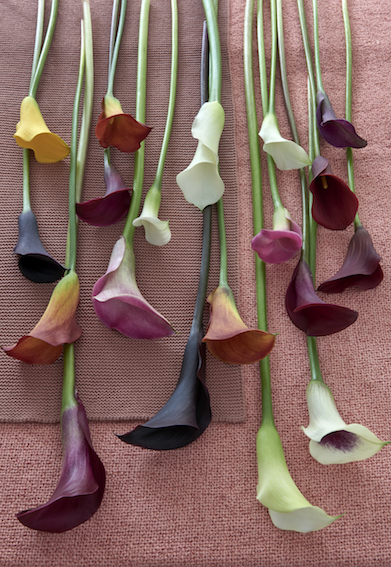 B.Calla.7a.jpg