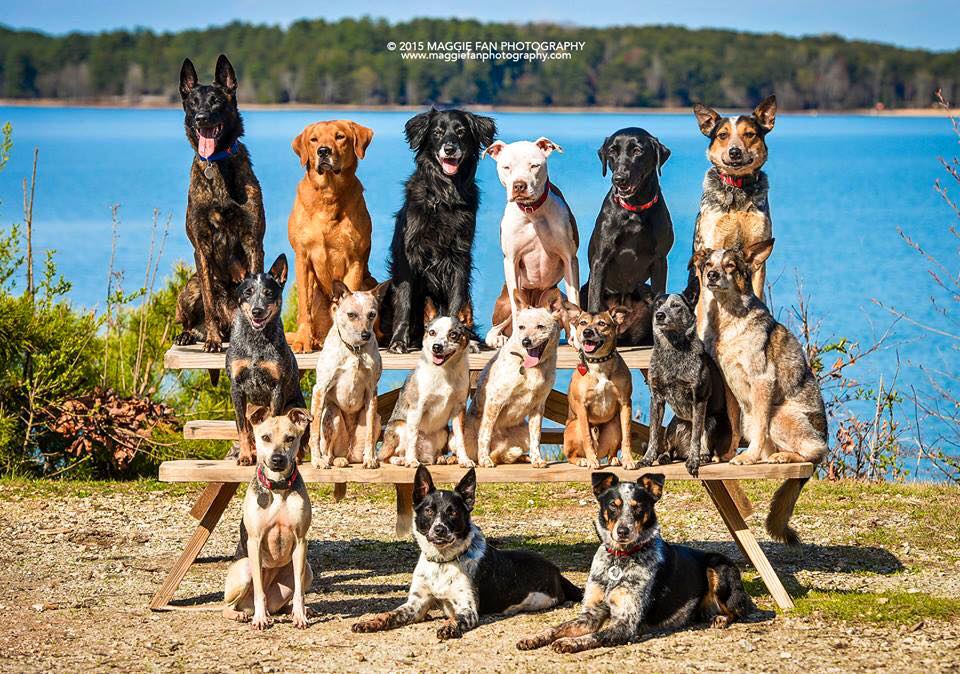 Meet The Marvelous Mutts