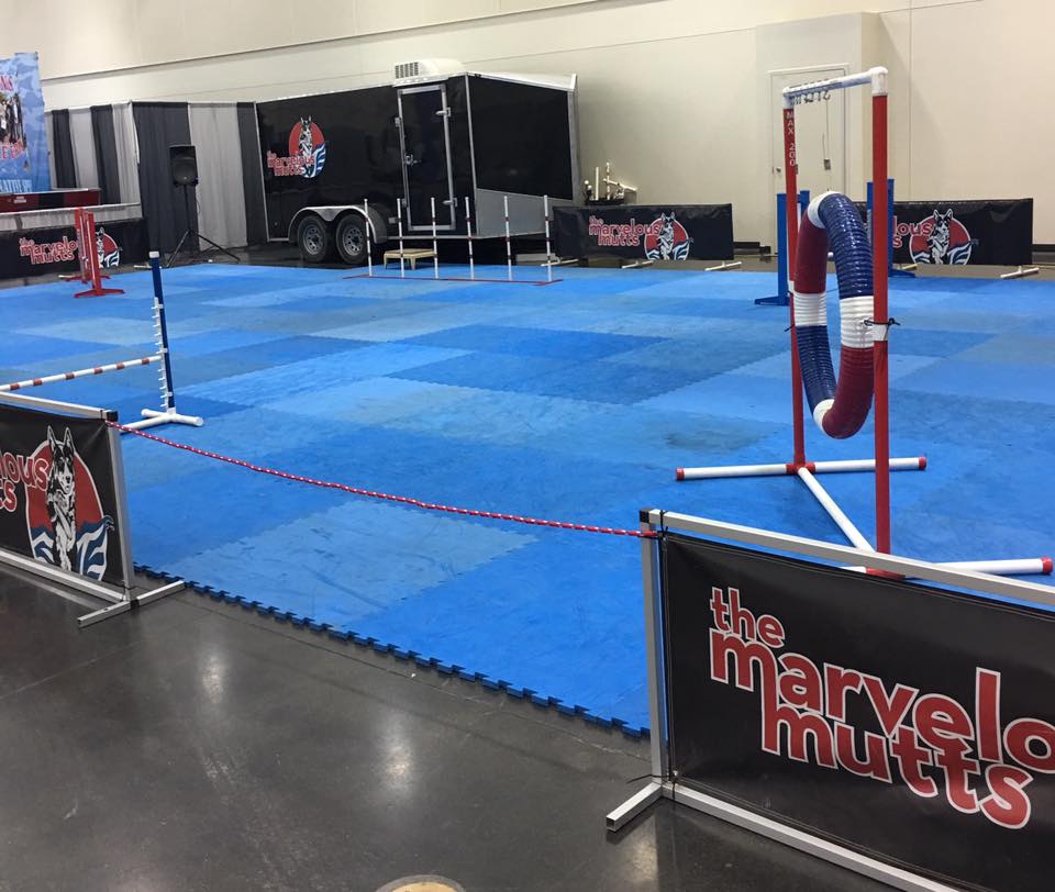 Our indoor setup in Erie, PA. Our flooring can be setup in just about any space, and creates a safe and grippy surface for our dogs.