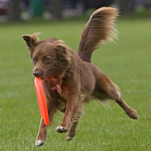 Flying Fury