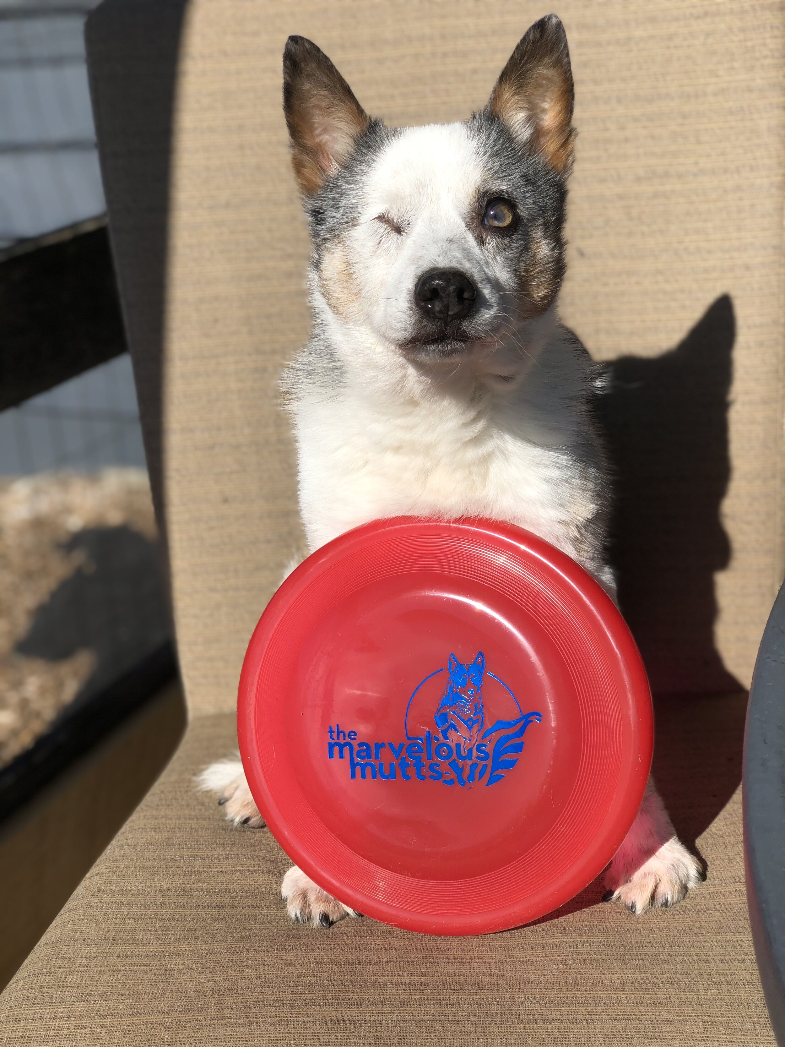 dog frisbee shop