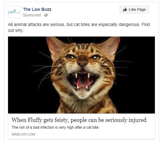 cat bites.jpg