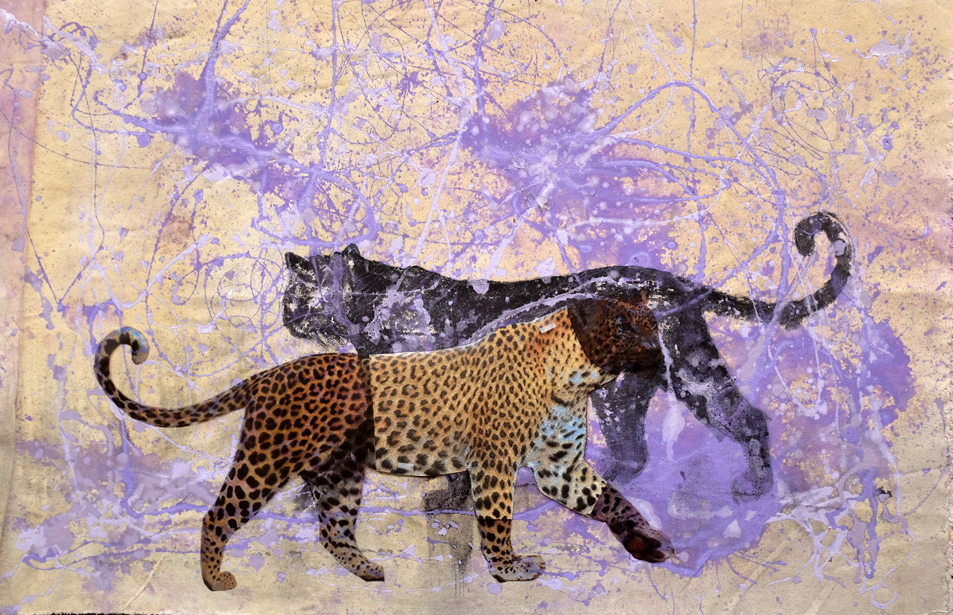 Leopards passing in a purple spatter milieu of time