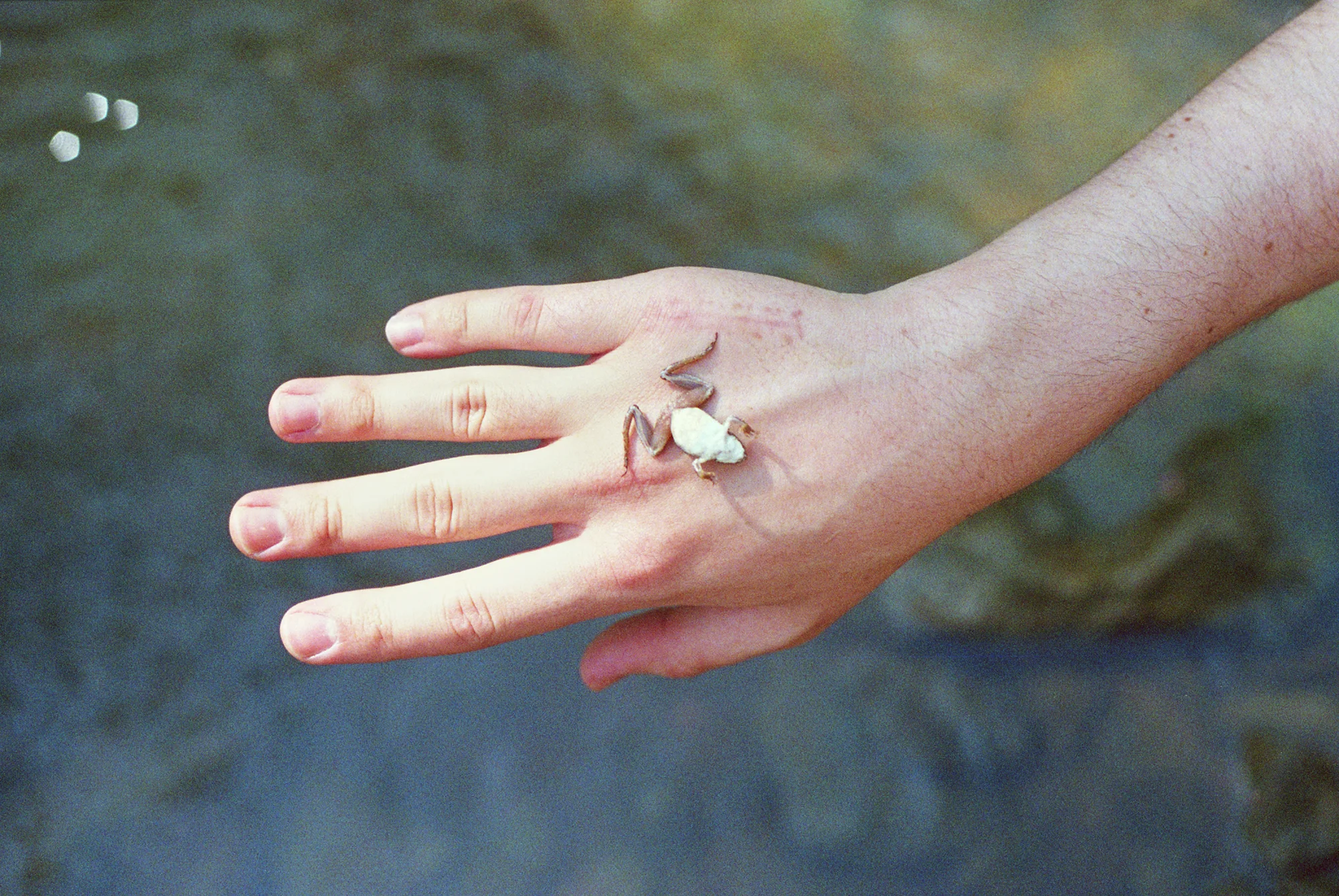 3 Busted pinky Frog2000::2012::30:20.jpg