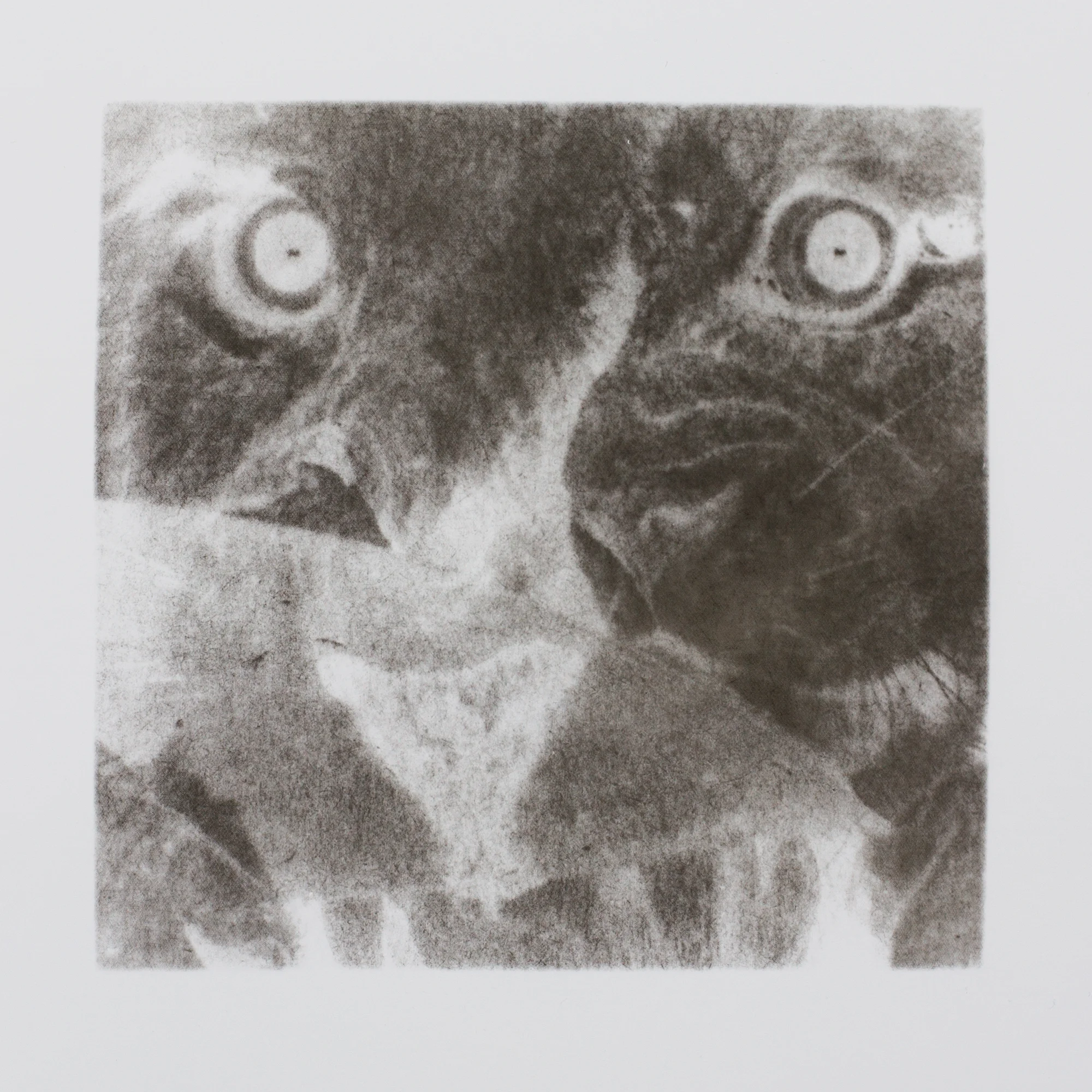 32 lion2000::2014::11:11.jpg