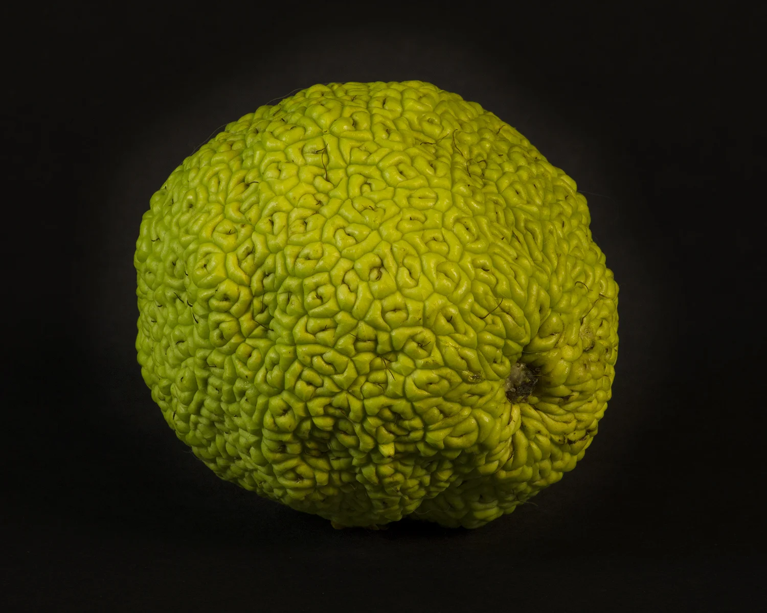 Osageorange.jpg