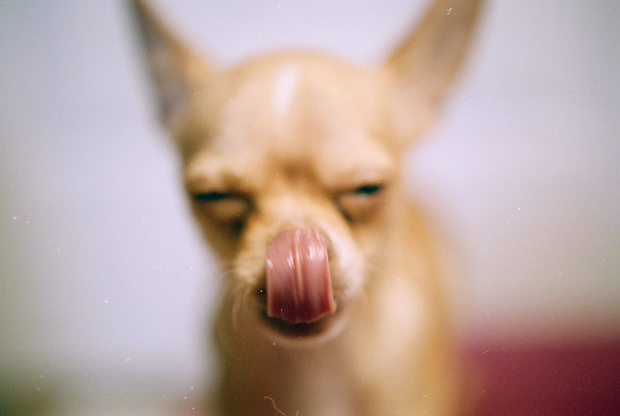 rat licking his face.jpg