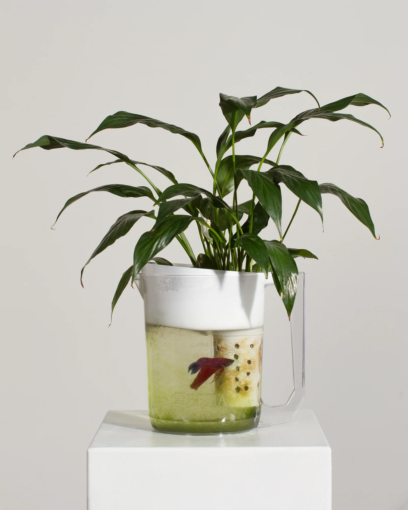 Betta Brita