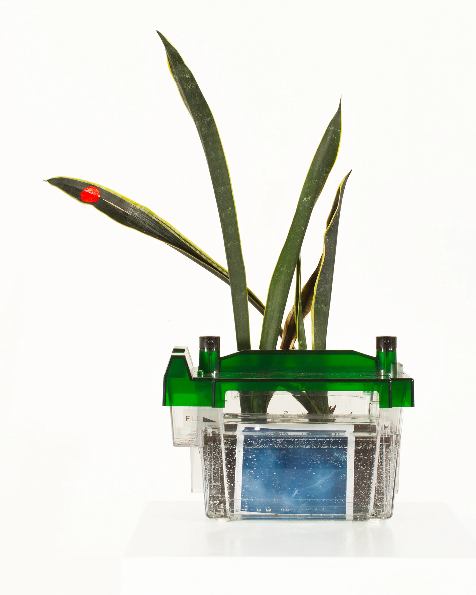 Conceiving the Superplant