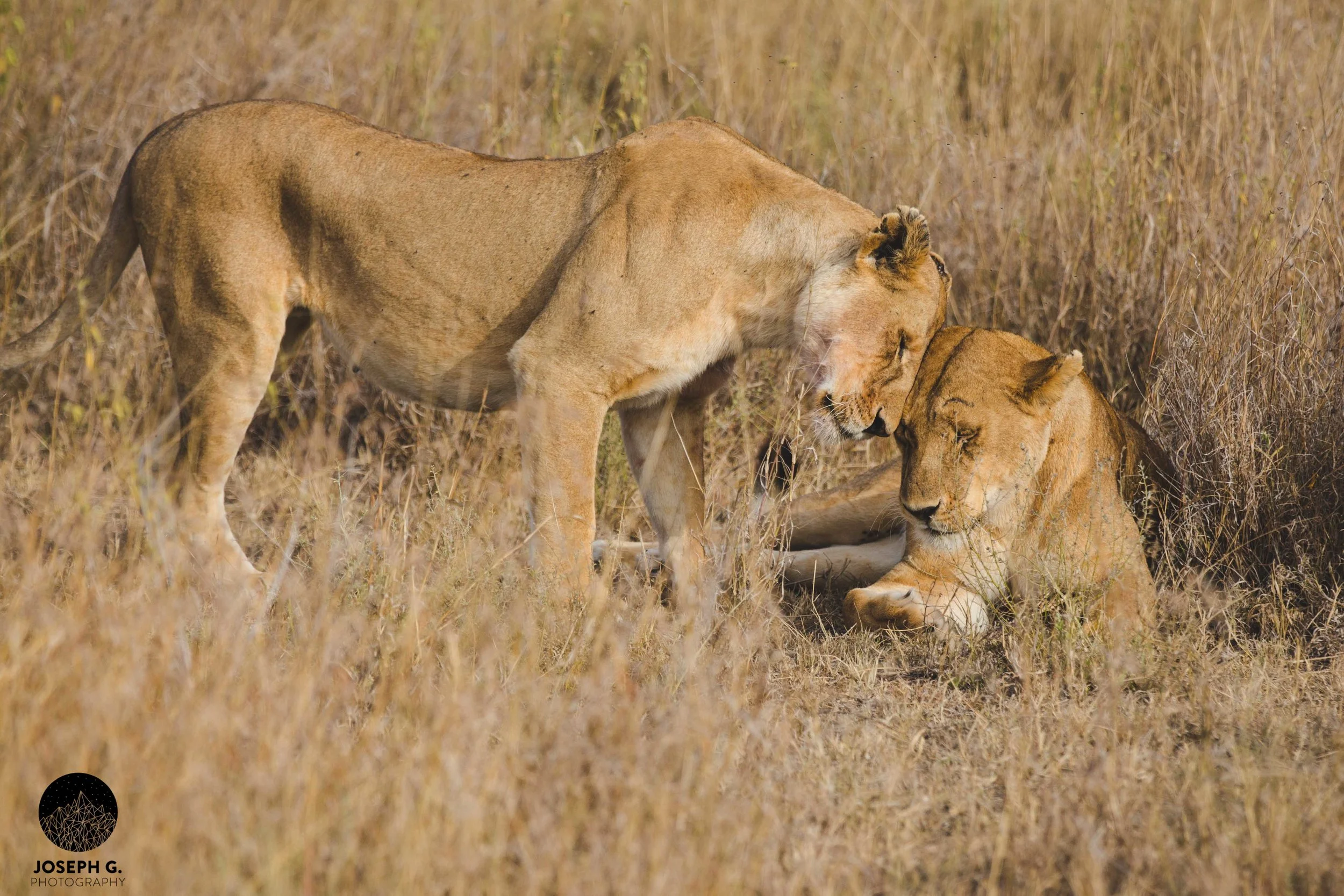 Serengeti, Tanzania