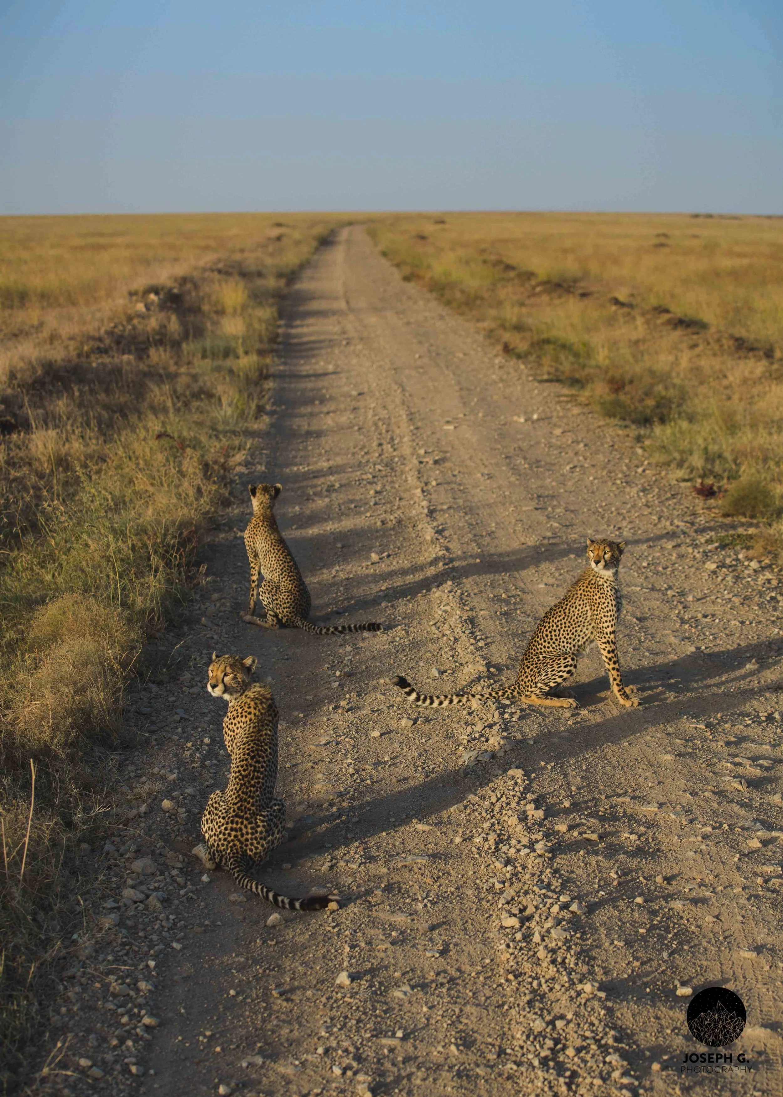 Serengeti, Tanzania  (Copy)