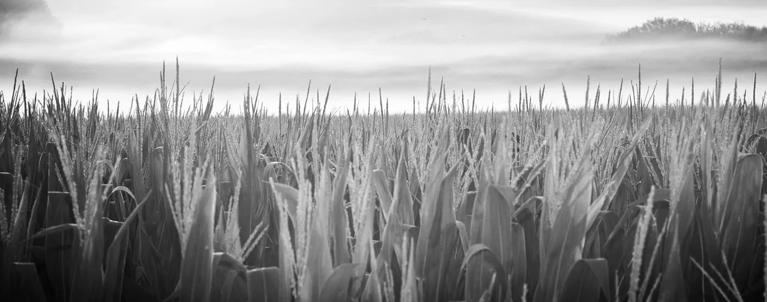 cornfield.jpg