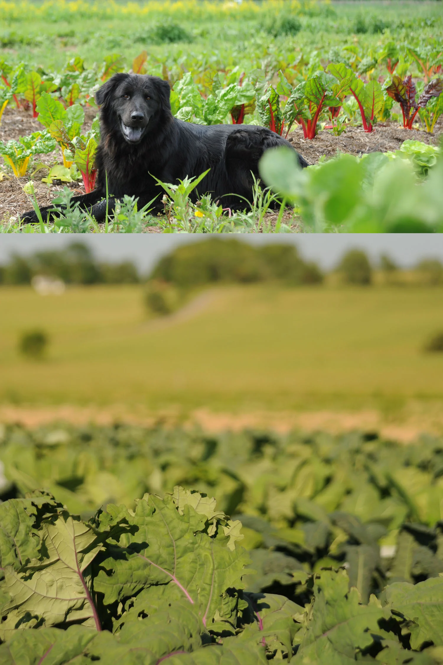 FarmcompBrookcomp.jpg