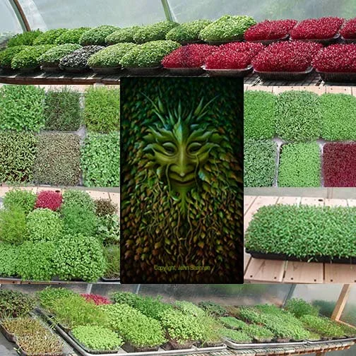 GREENMAN MICROGREENS Micro Greens 
