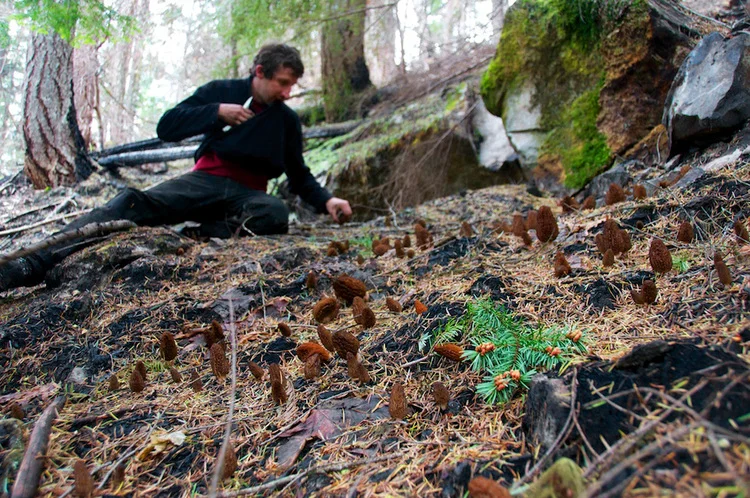 FORAGED & FOUND Wild and Cultivated Mushrooms, Wild Mountain Berries, Ramps, Wild Foraged Greens