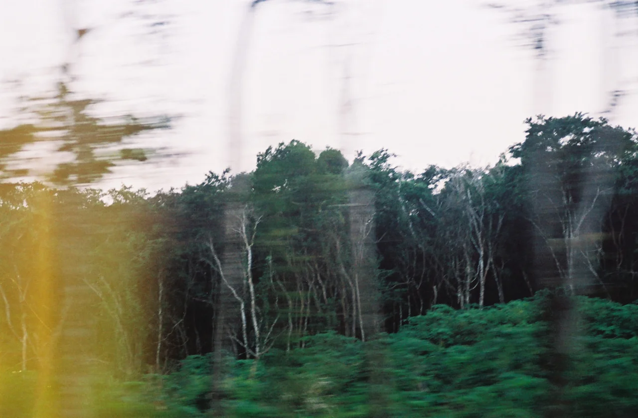Jungle speed