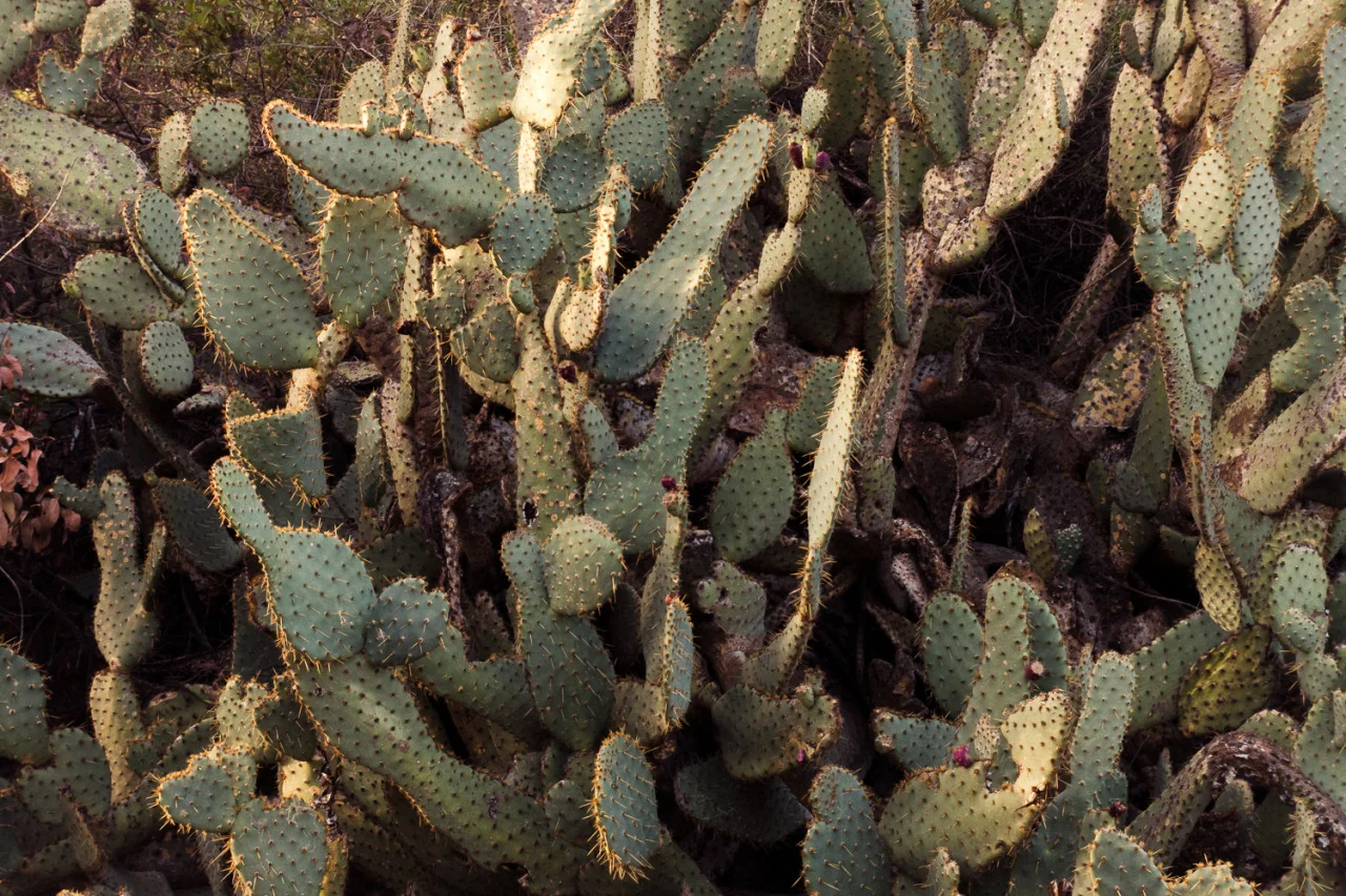 Cacti | Mojave Desert