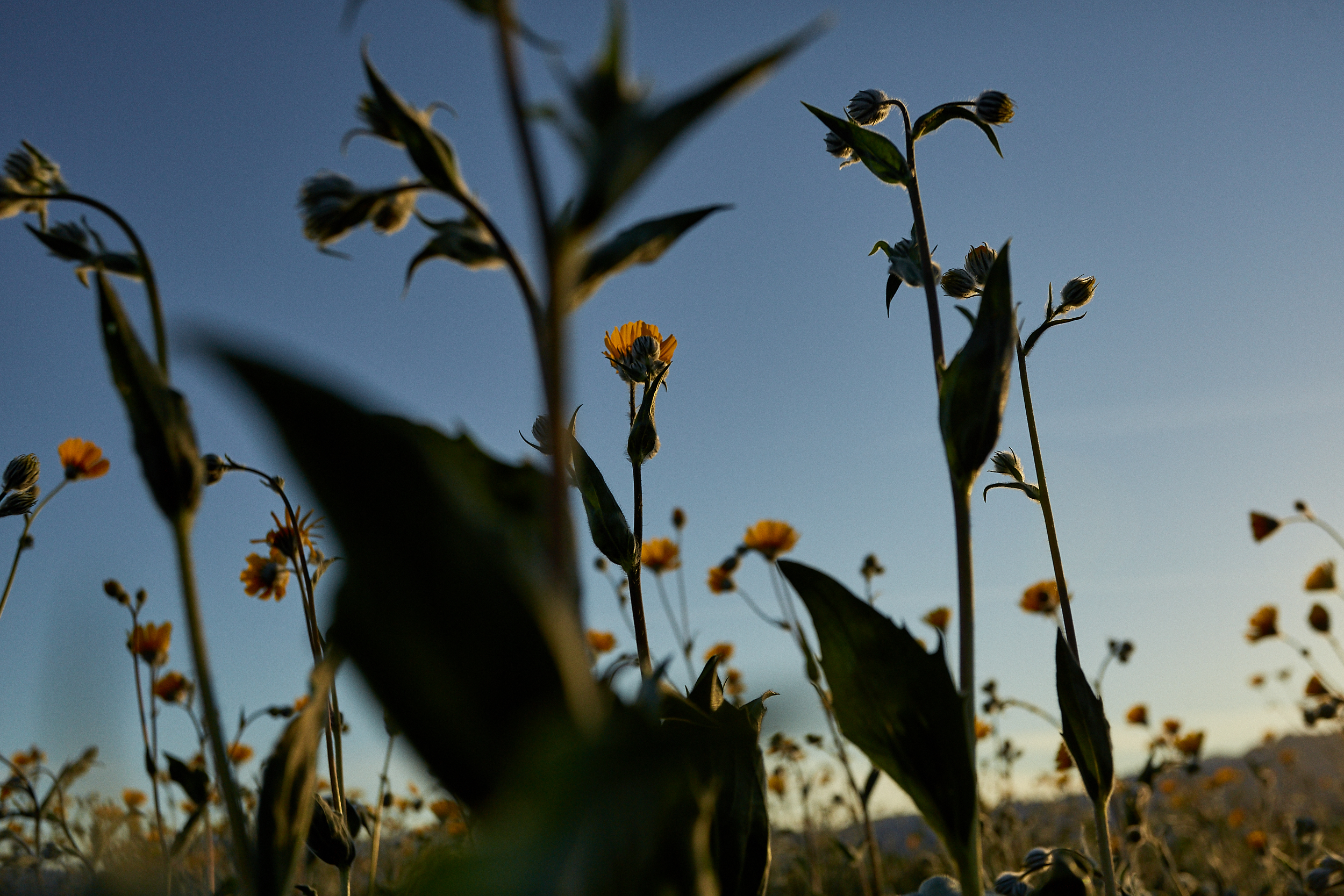 _O4C4048-ANZA-SUPERBLOOM-0715.jpg