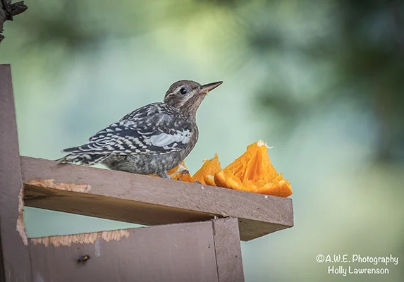 BabyWoodpecker72.jpg