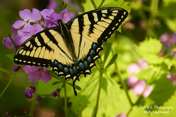 Swallowtail72_001.jpg