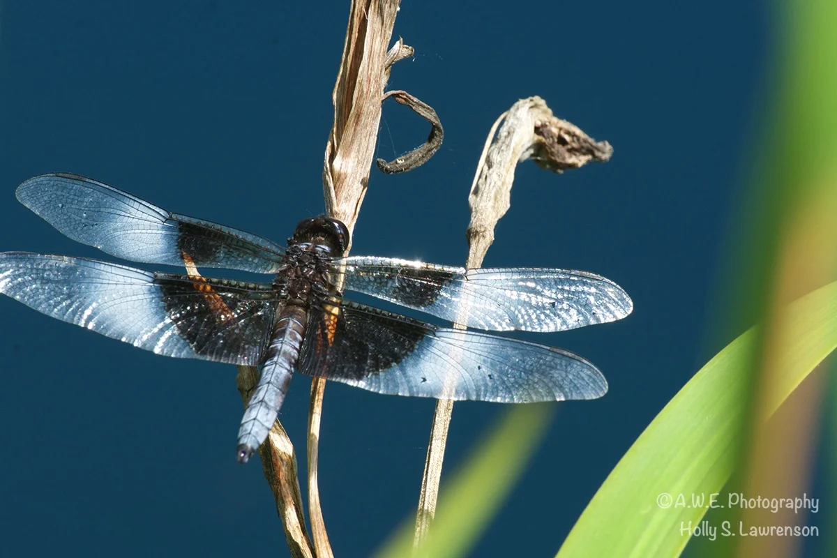 Dragonfly72_001.jpg