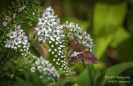 BrownMoth72_001.jpg