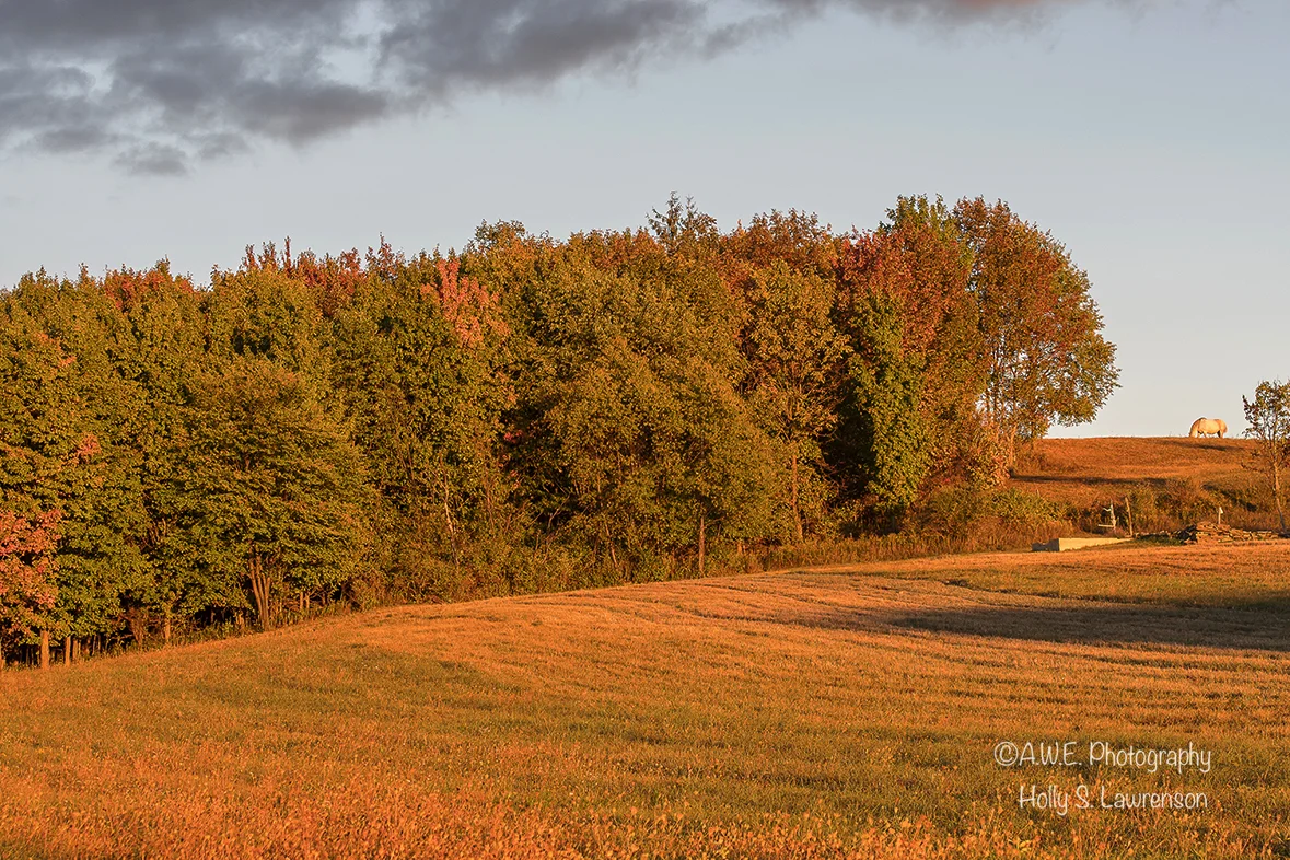 AWE_2707-72_001.jpg