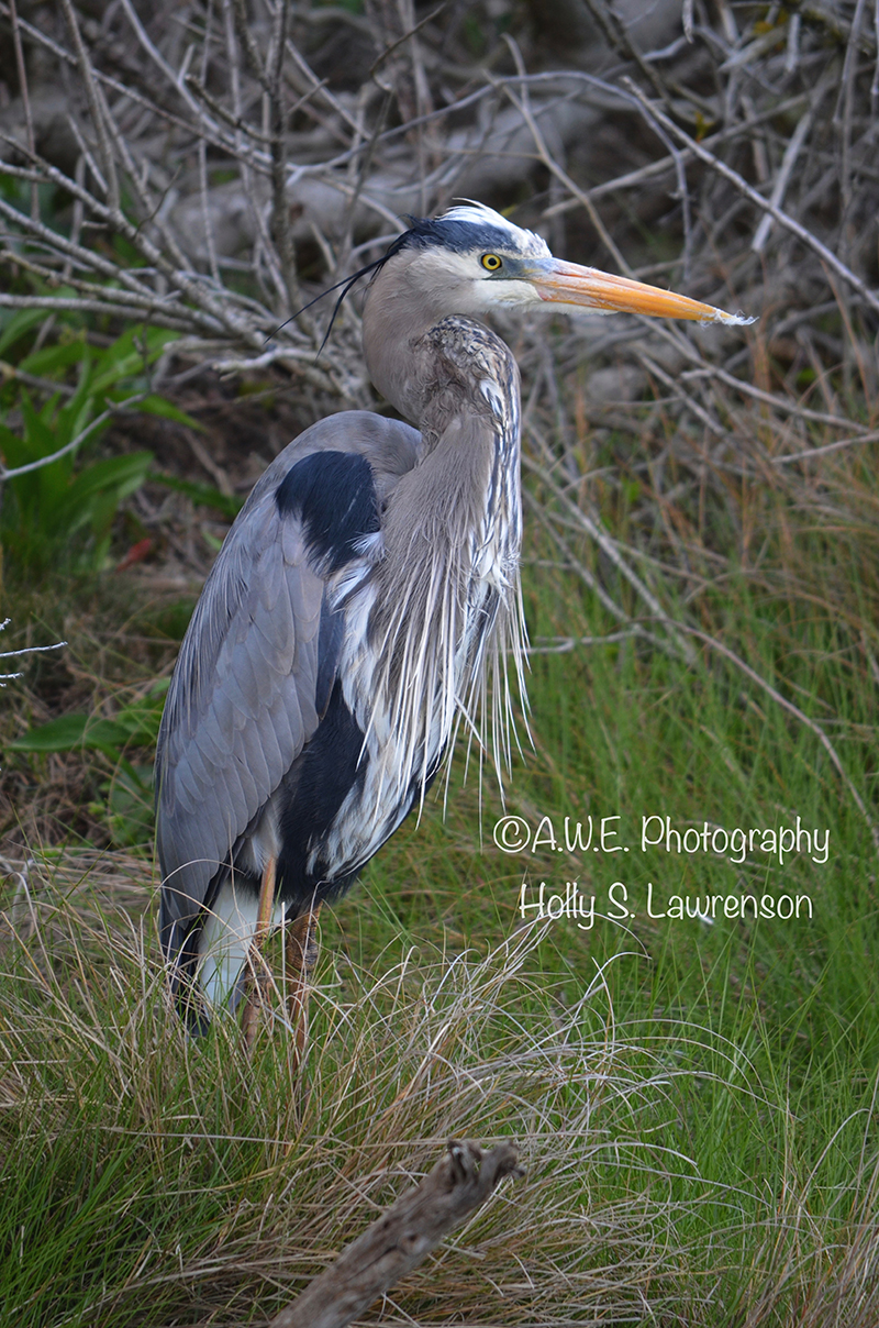 ChincoteagueBlueHeron72_002.jpg