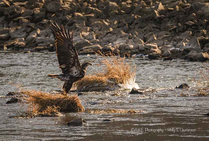 JuvenileEagleTakeOff72.jpg