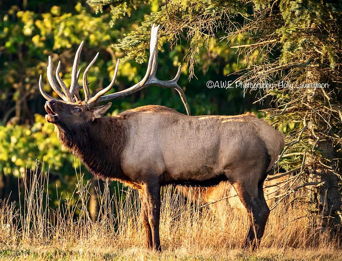 BuglingElk.jpg