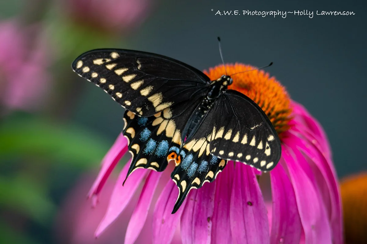 SpicebushSwallowtail72.jpg