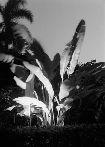 Charles Ruger Night Palm (Palm Beach) , 2002 gelatin silver print 20 x 24 in. 30 x 40 in.