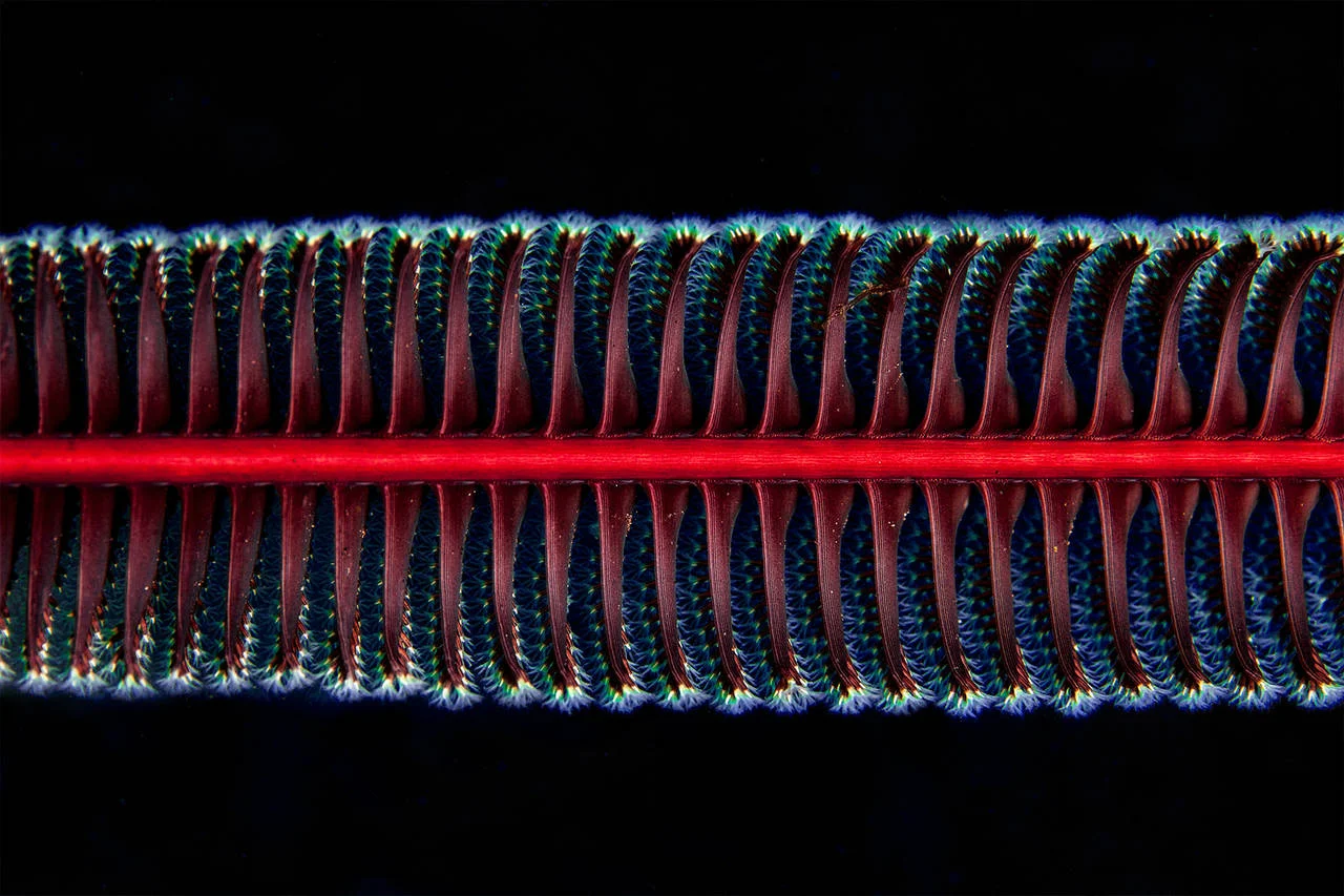 Chris Leidy Pen , 2015 pigment print on lustre paper 30 x 45 in. 40 x 60 in. 42 x 78 in. editions of 7
