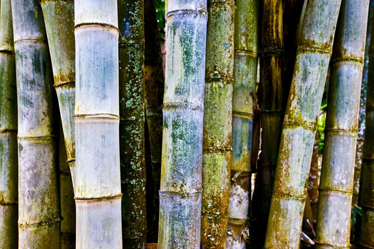 Chris Leidy Tahitian Bamboo pigment print on lustre paper available in: 30 x 45 in. 40 x 60 in. 48 x 72 in. edition 4 of 5