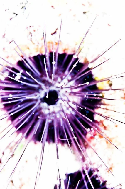 Chris Leidy Eye , 2014 c-print 45 x 30 in.