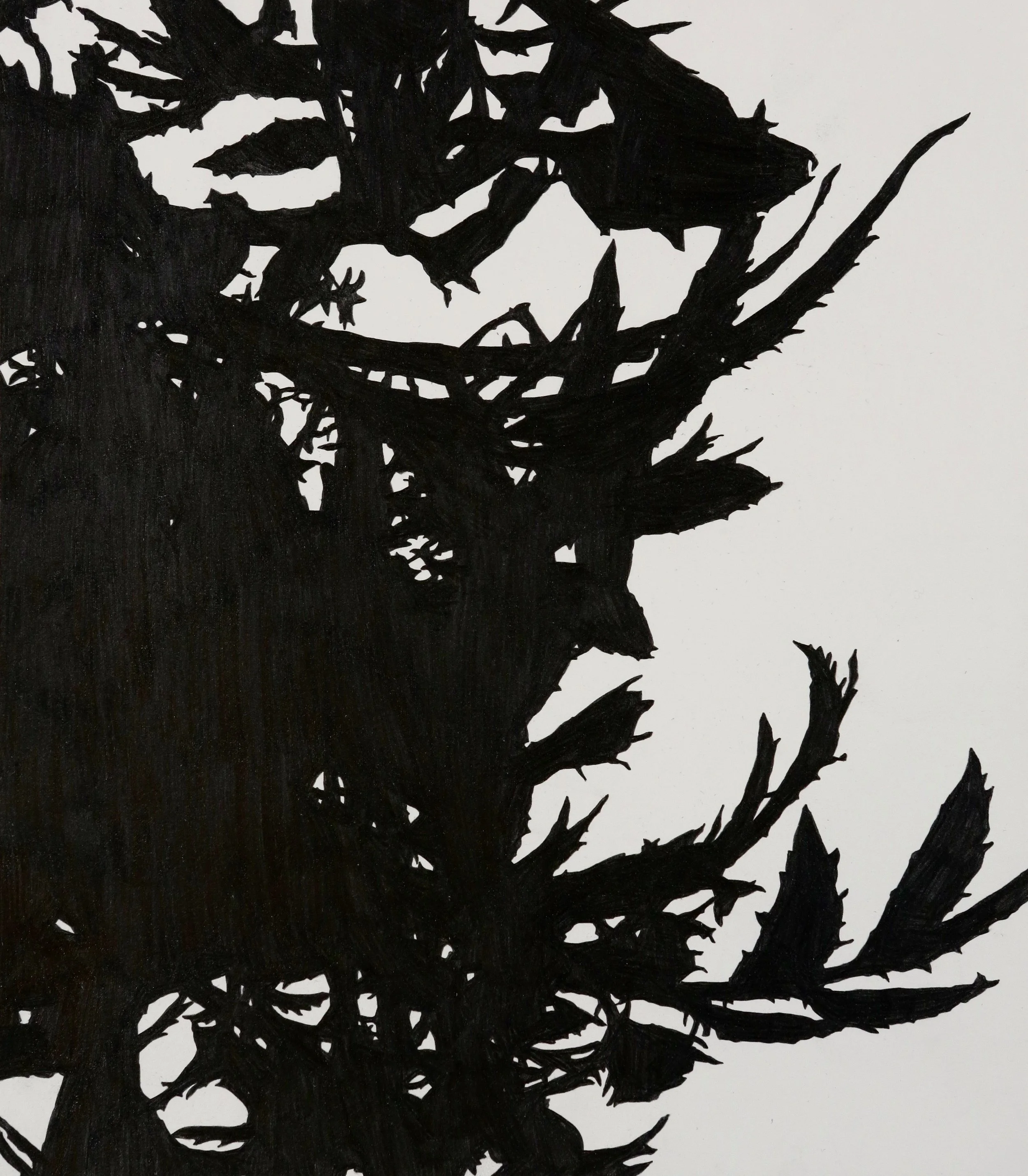 Meghan Gerety Poisonous Plant Study graphite on paper 16 x 14 in.