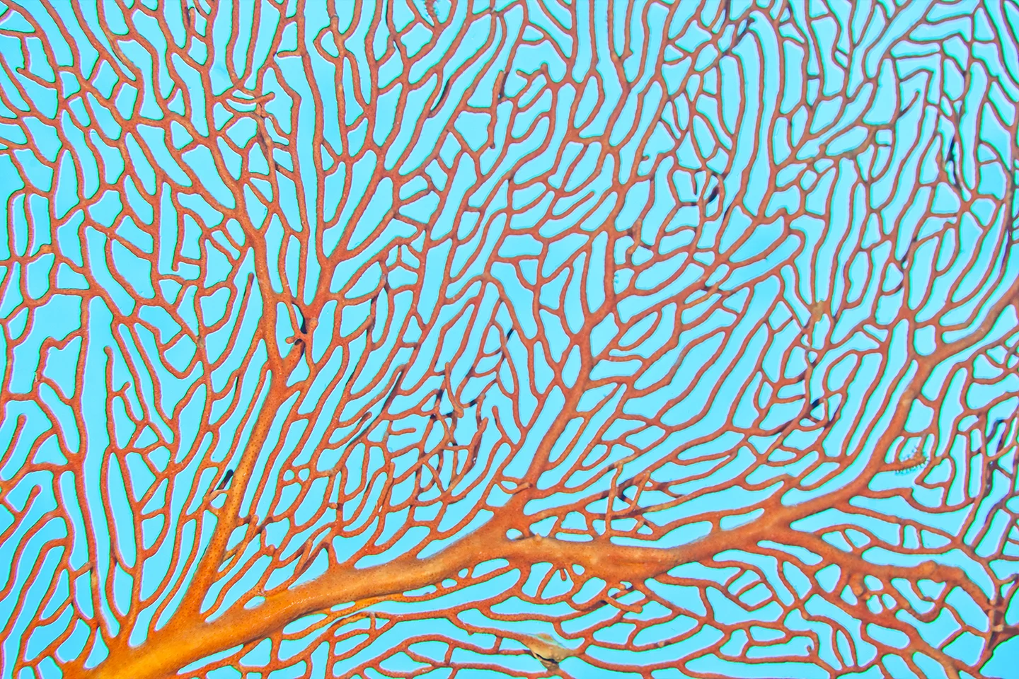 Orange Fan c-print on plexiglass available in: 30 x 45 in. (edition of 7) 40 x 60 in. (edition of 7) 48 x 72 in. (edition of 3)