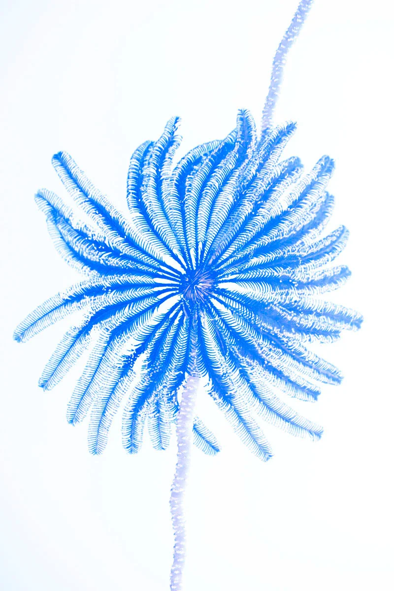 Chris Leidy Blue Star II , 2014 c-print 45 x 30 in. edition of 7