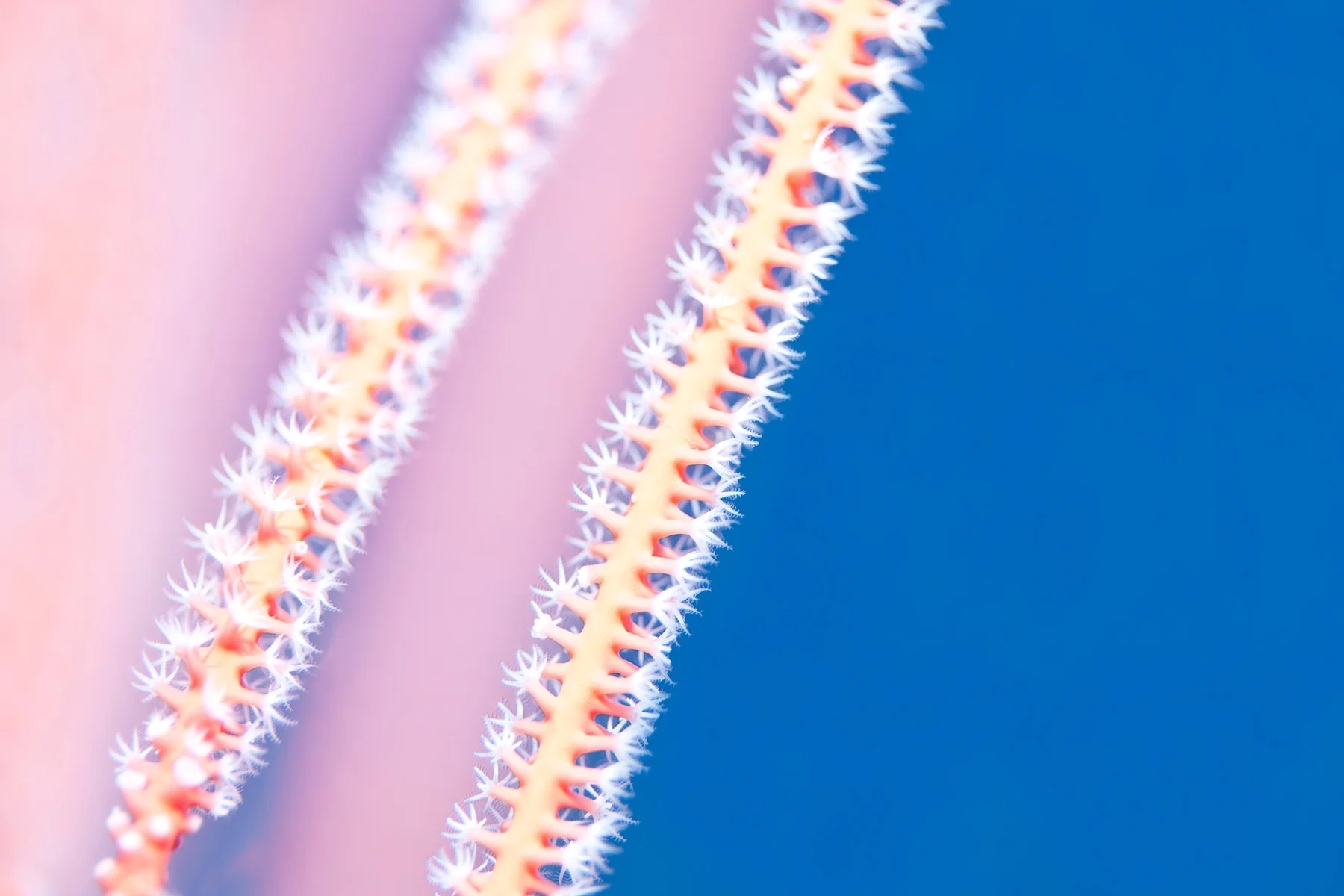 Chris Leidy Sea Whips , 2015 pigment print on matte paper 40 x 60 in. edition of 7