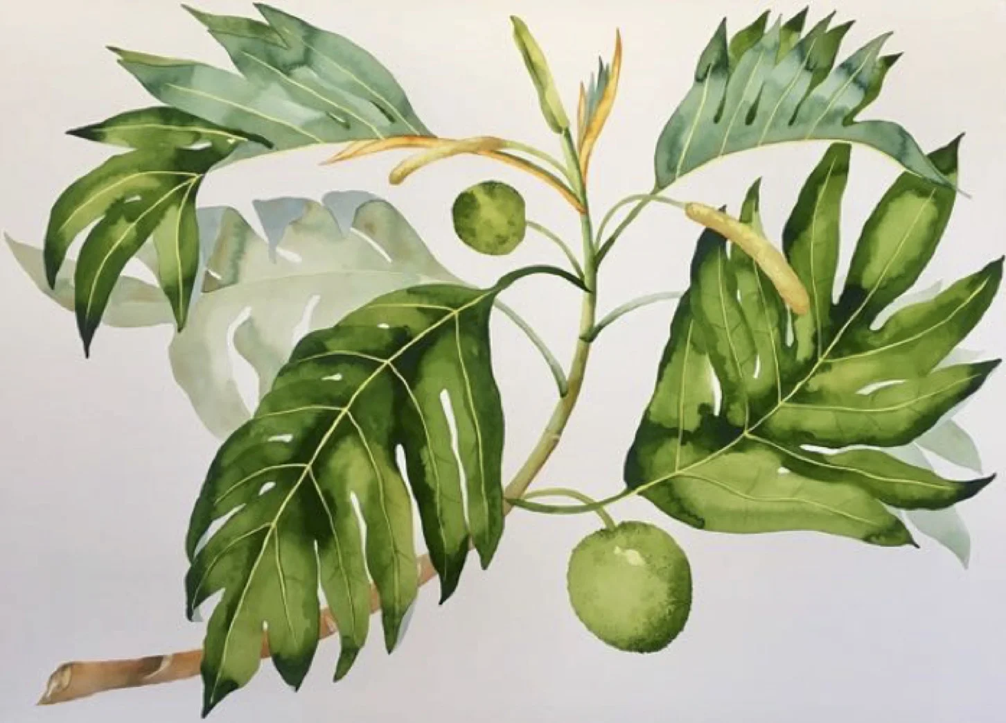 IDOLINE DUKE Breadfruit Branch , 2019 watercolor on paper 30 x 41 in.