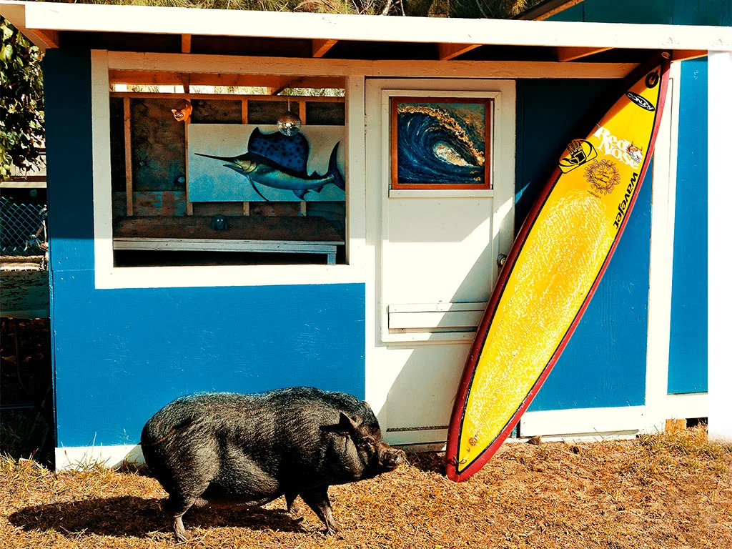 Thom Gilbert Pet Pig (Garrett McNamara Home, Hawaii) archival ink jet print with archival pigment ink on all cotton acid free paper 24 x 30 in. also available in 17 x 22 in. edition of 100