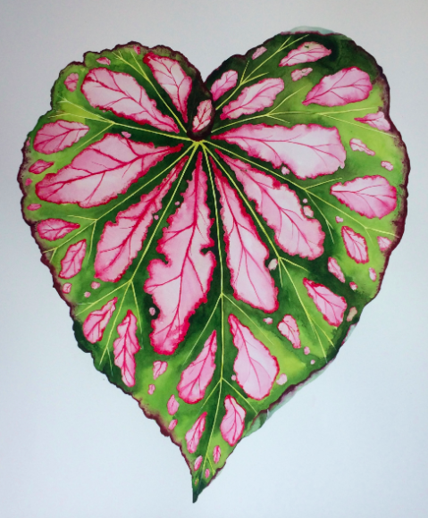 Idoline Duke Big Begonia Leaf watercolor on paper 35 x 30 in.
