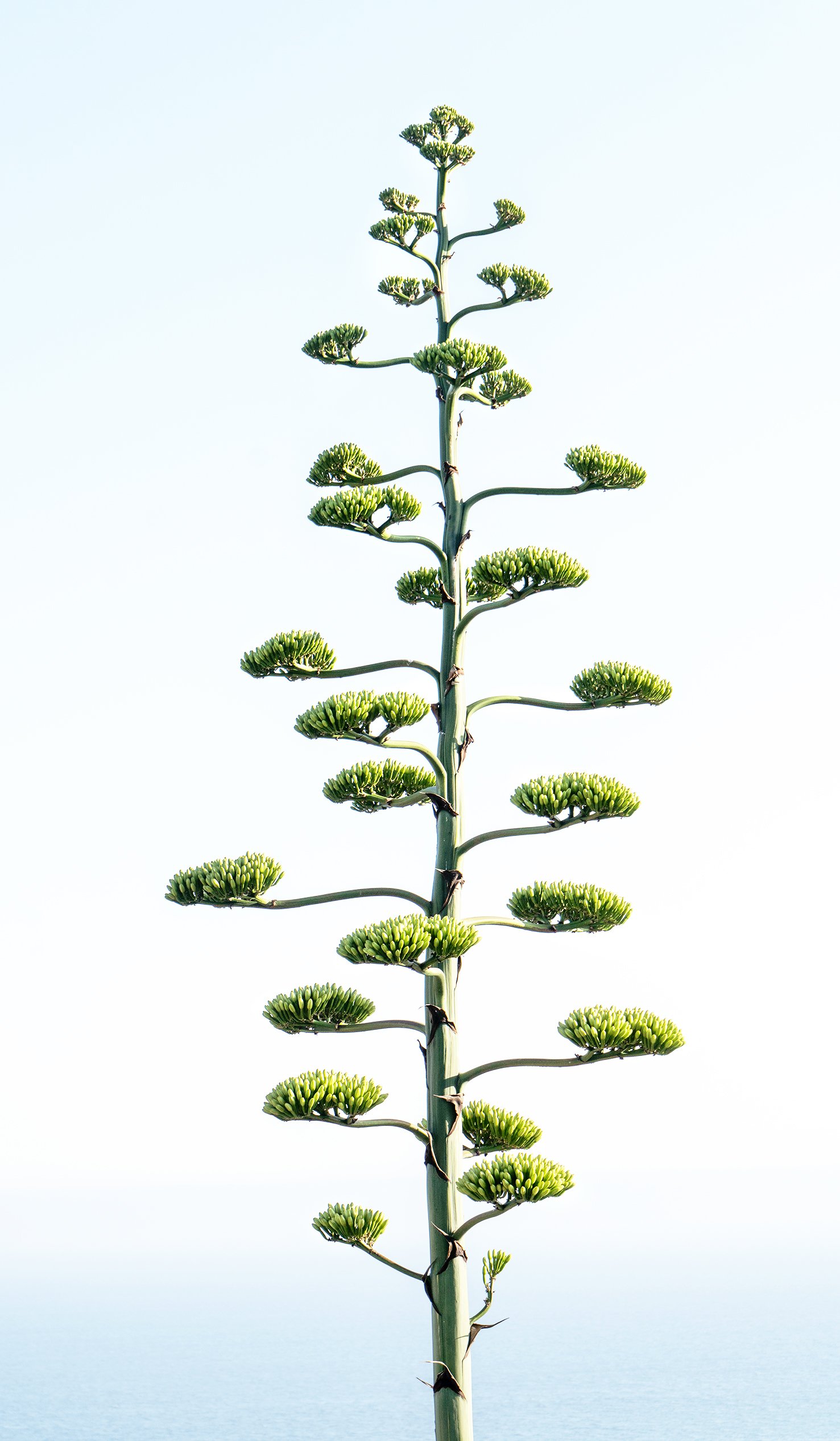  Michael Haber   Agave flower,  2021  100% Archival fine art print    Small: 40 x 30 in. Editions of 20, 25 and 30  Medium: 60 x 40 in. Editions of 20 and 25  Large: 70 X 50 in. Editions of 15 and 20  Extra Large: 96 X 50 in Editions of 10 