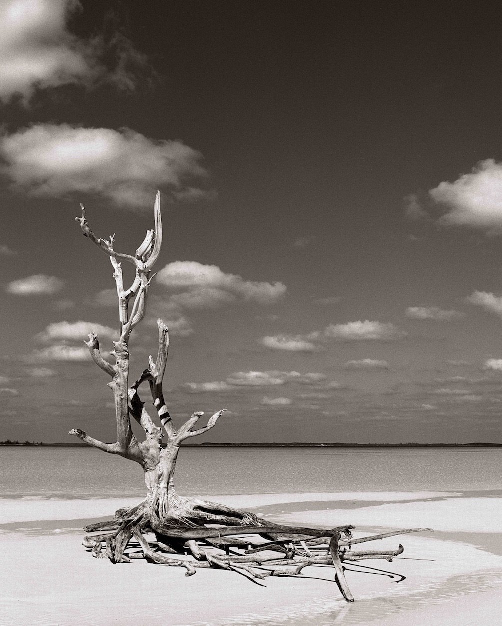  Michael Haber   Lone Tree,  2001  100% Archival fine art print    Small: 40 x 30 in. Editions of 20, 25 and 30  Medium: 60 x 40 in. Editions of 20 and 25  Large: 70 X 50 in. Editions of 15 and 20  Extra Large: 96 X 50 in Editions of 10 