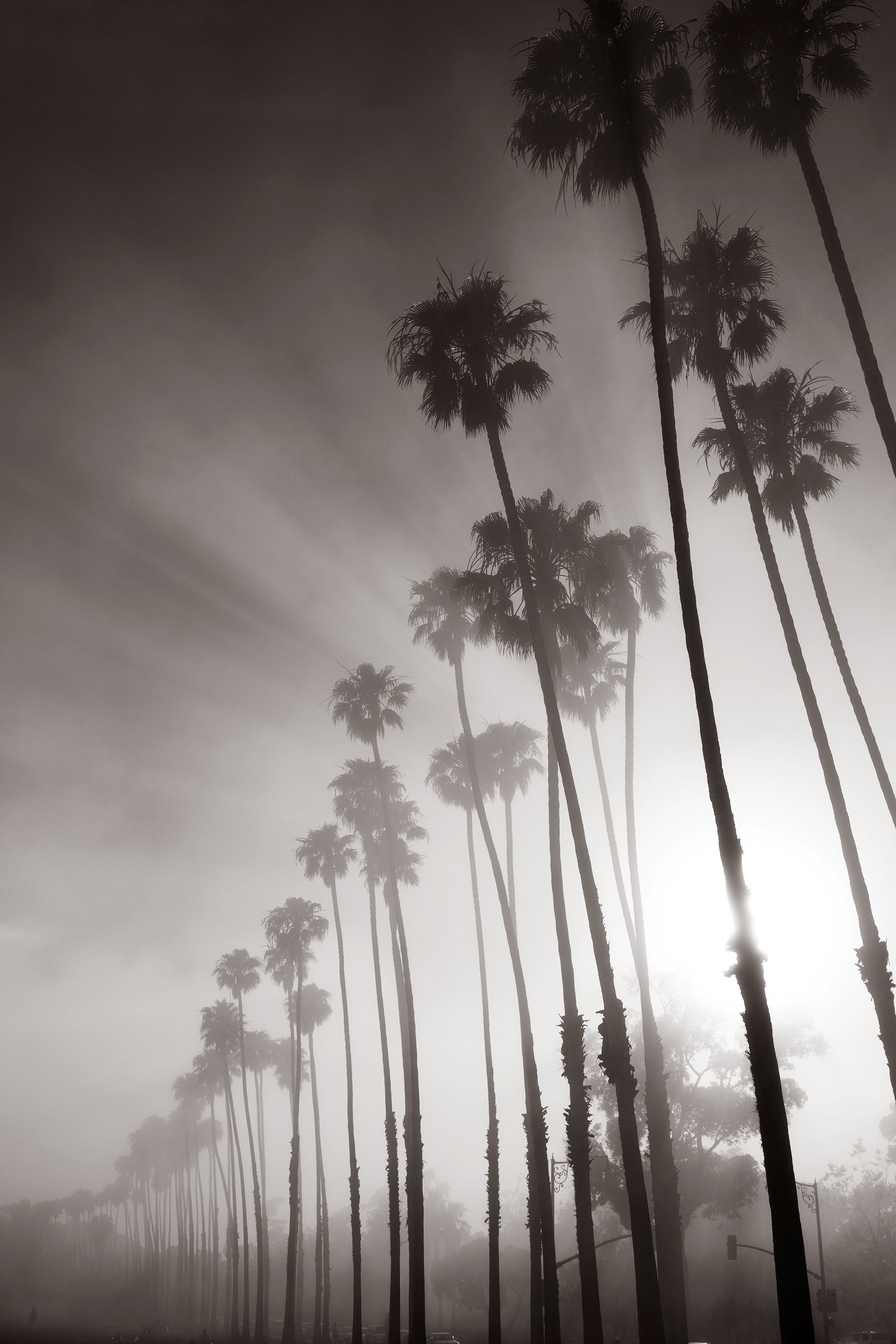  Michael Haber   Misty palms,  2021  100% Archival fine art print    Small: 40 x 30 in. Editions of 20, 25 and 30  Medium: 60 x 40 in. Editions of 20 and 25  Large: 70 X 50 in. Editions of 15 and 20  Extra Large: 96 X 50 in Editions of 10 