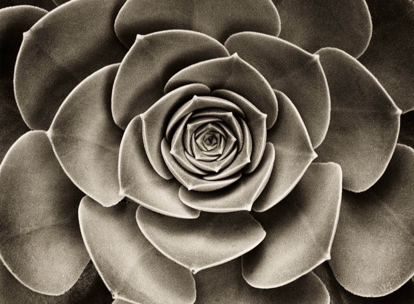  Michael Haber   Succulent,  2004  100% Archival fine art print    Small: 30 x 40 in. Editions of 20, 25 and 30  Medium: 40 x 60 in. Editions of 20 and 25  Large: 50 X 70 in. Editions of 15 and 20  Extra Large: 50 X 96 in Editions of 10 
