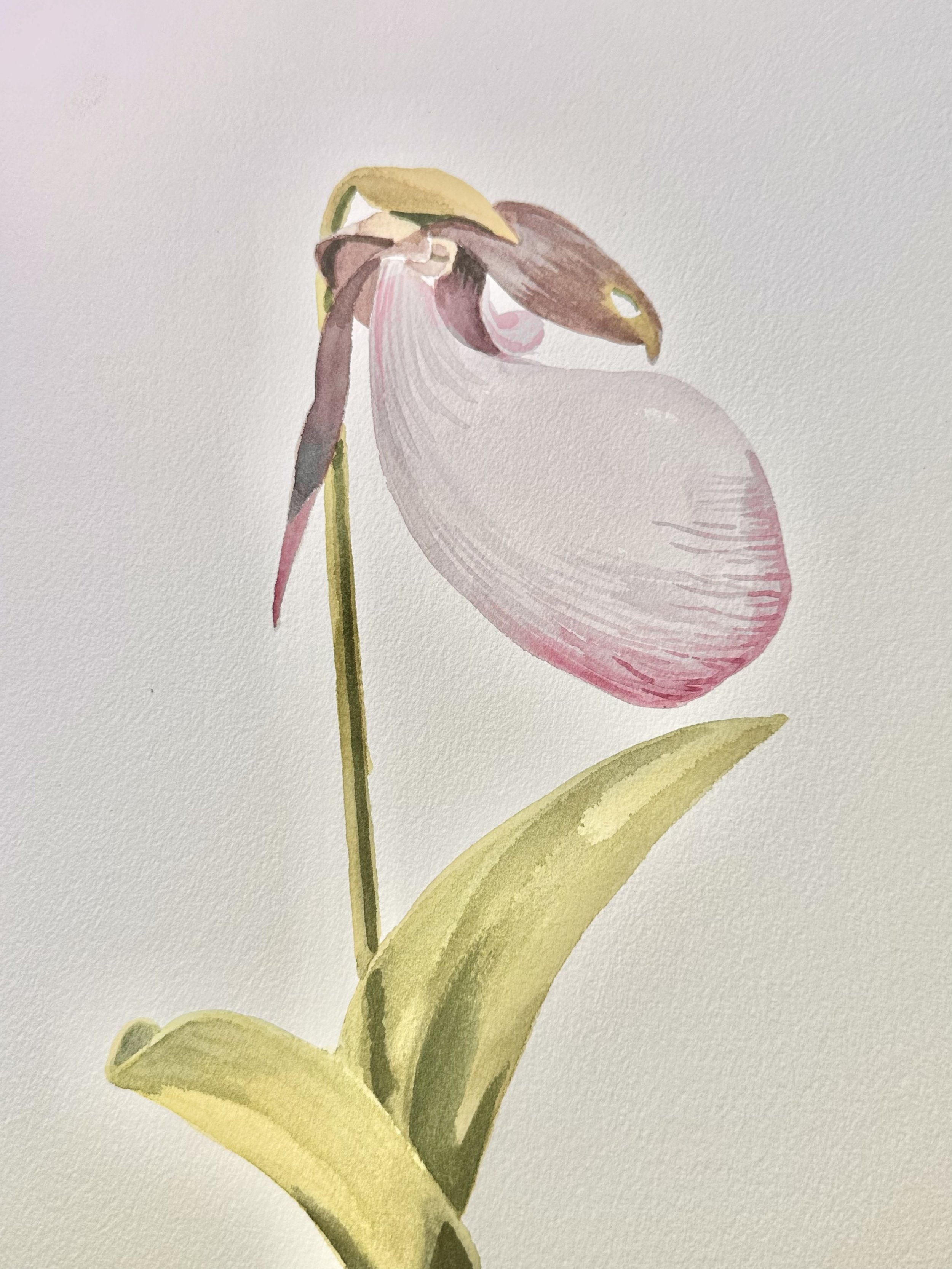   SCOTT BLUEDORN   Pink Lady Slipper Study I , 2026 Watercolor on paper 11 1/2 x 9 1/2 in. 13 1/8 x 11 1/8 in. (framed dimensions) 
