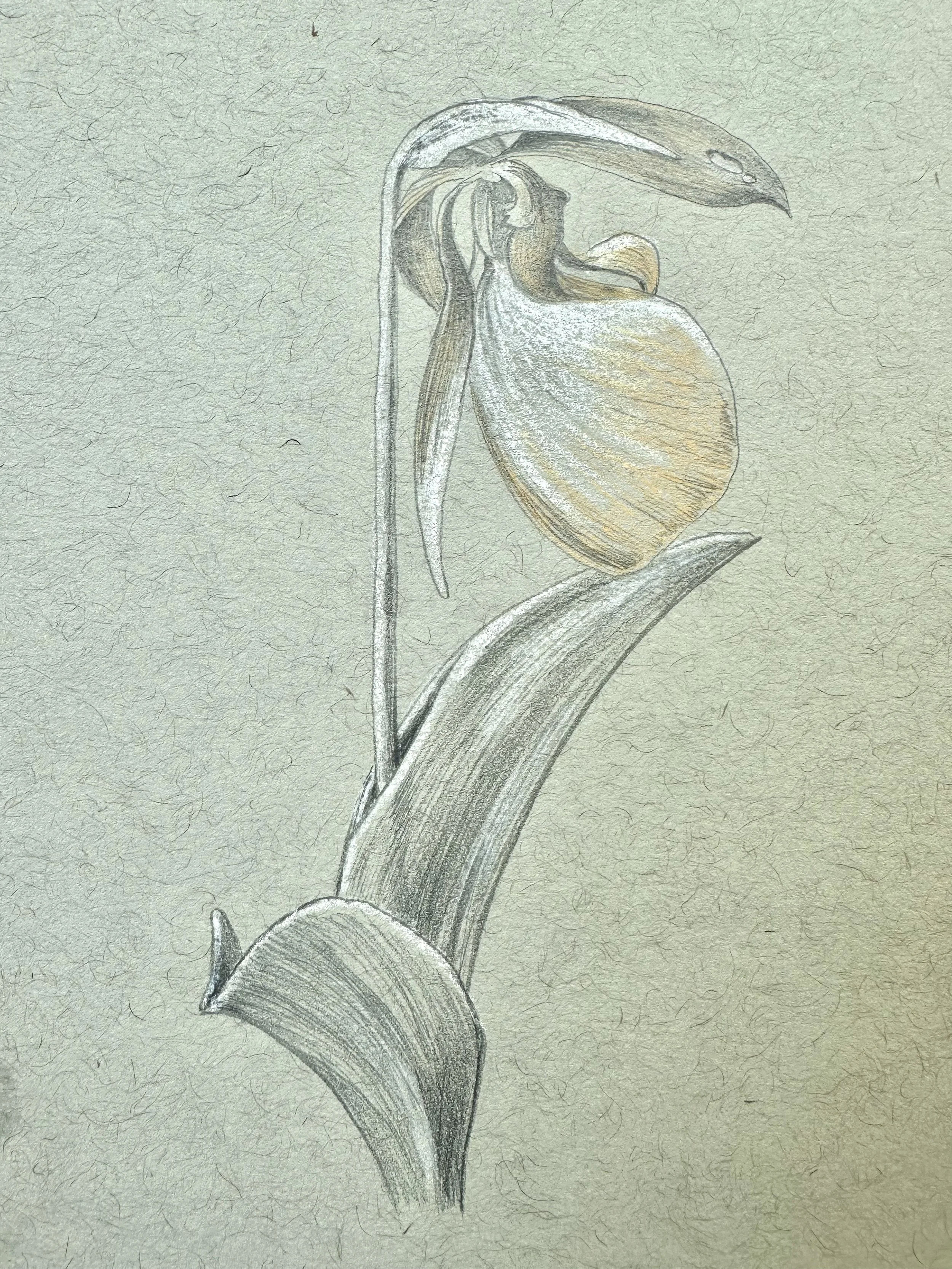   SCOTT BLUEDORN   “Pink Lady Slipper Study II” , 2026 Color pencil on toned paper 5 1/4 x 3 1/2 in. 11 1/8 x 9 1/8 in. (framed dimensions) 